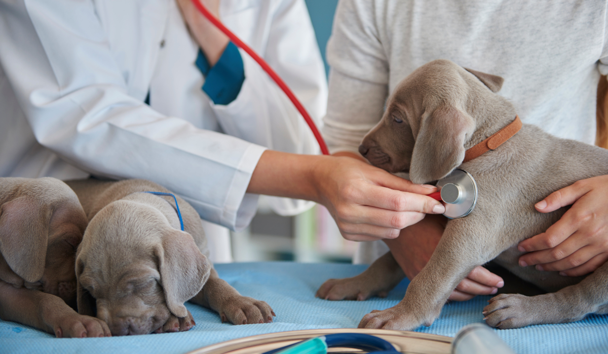 Medicina Veterinária